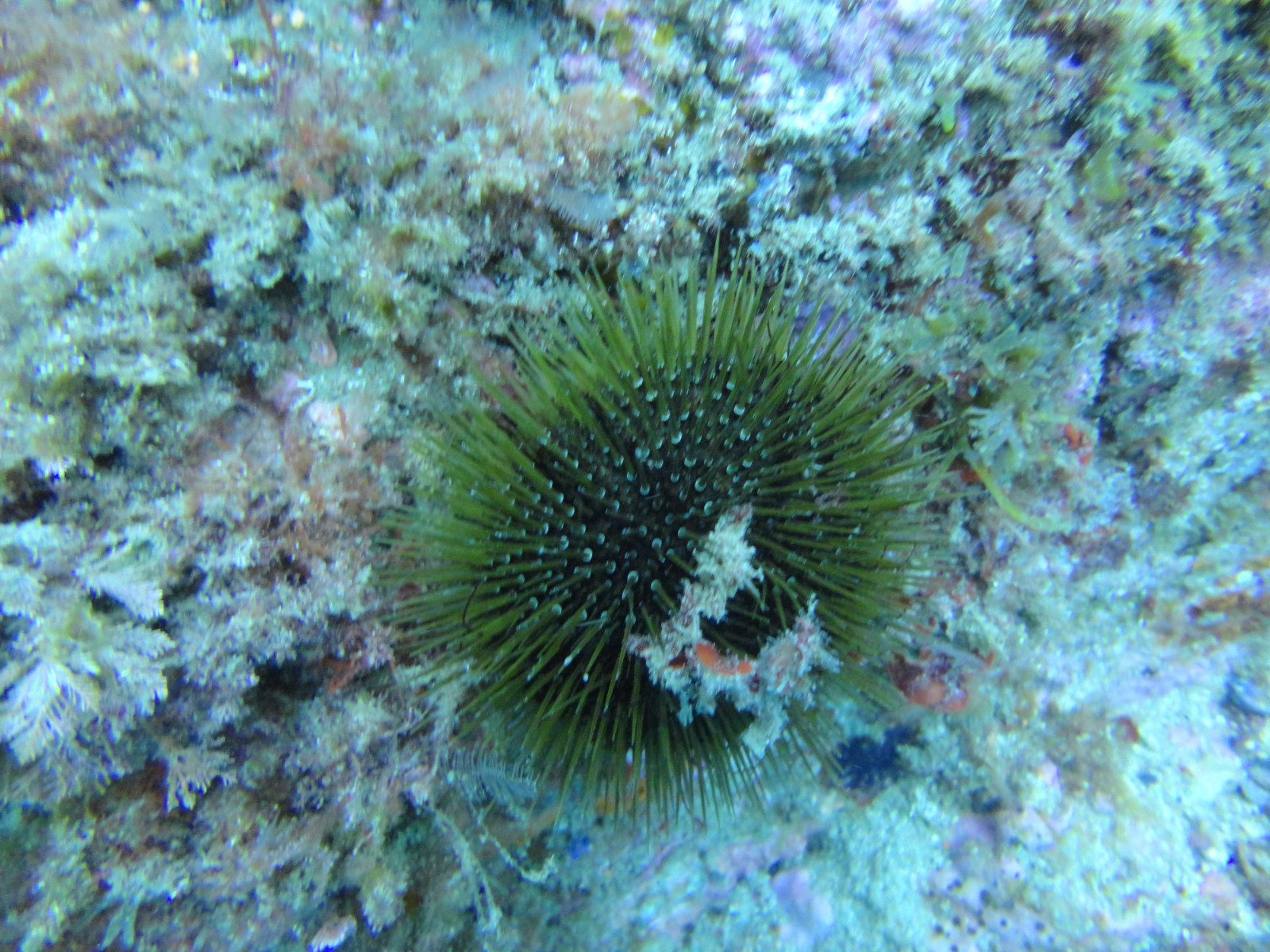 Paracentrotus Lividus Species Profile Features And Distribution Paracentrotus Lividus Species Profile Features And Distribution