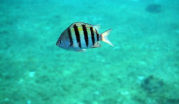 Abudefduf_saxatilis