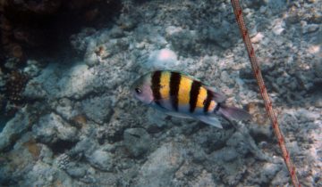 Abudefduf_vaigiensis