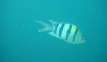 Abudefduf_vaigiensis