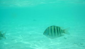 Abudefduf_vaigiensis