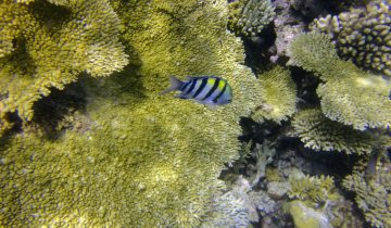 Abudefduf_vaigiensis