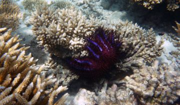 Acanthaster_planci