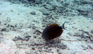 Acanthurus_auranticavus