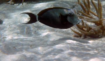Acanthurus_auranticavus