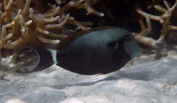 Acanthurus_auranticavus