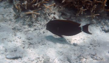Acanthurus_auranticavus
