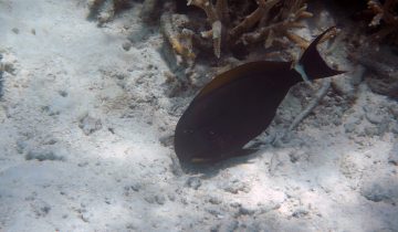 Acanthurus_auranticavus