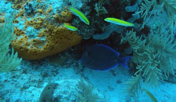 Acanthurus_coeruleus