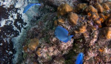 Acanthurus_coeruleus