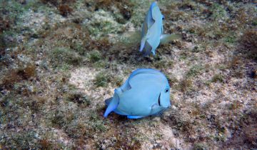 Acanthurus_coeruleus