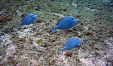 Acanthurus_coeruleus