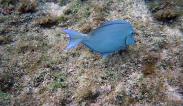 Acanthurus_coeruleus