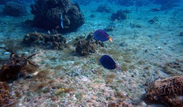 Acanthurus_coeruleus