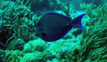 Acanthurus_coeruleus