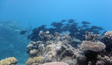 Acanthurus_gahhm