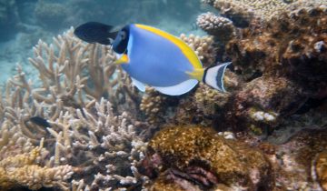 Acanthurus_leucosternon