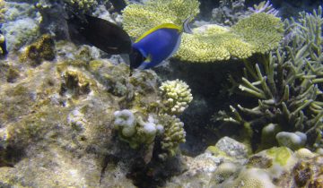 Acanthurus_leucosternon
