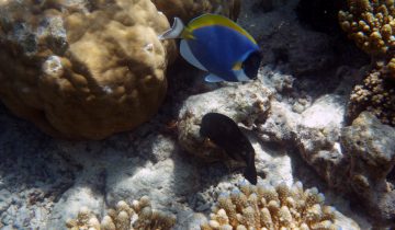 Acanthurus_leucosternon