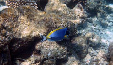 Acanthurus_leucosternon