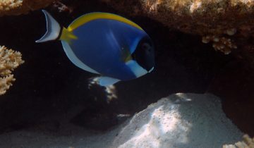 Acanthurus_leucosternon