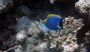 Acanthurus_leucosternon