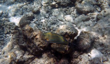 Acanthurus_lineatus