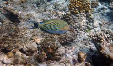 Acanthurus_lineatus