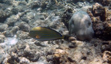 Acanthurus_lineatus