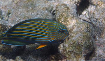 Acanthurus_lineatus