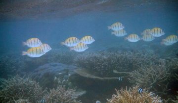 Acanthurus_triostegus