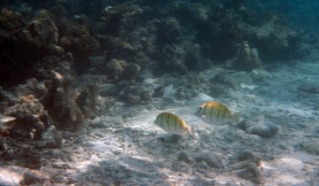 Acanthurus_triostegus