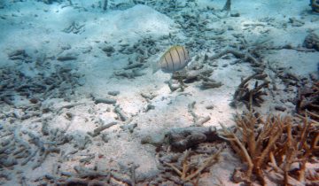 Acanthurus_triostegus