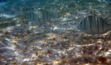 Acanthurus_triostegus