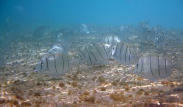 Acanthurus_triostegus