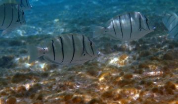 Acanthurus_triostegus
