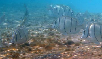 Acanthurus_triostegus