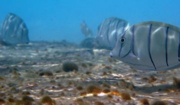 Acanthurus_triostegus