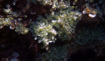 Acetabularia_acetabulum