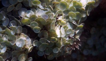 Acetabularia_acetabulum