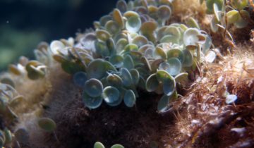 Acetabularia_acetabulum