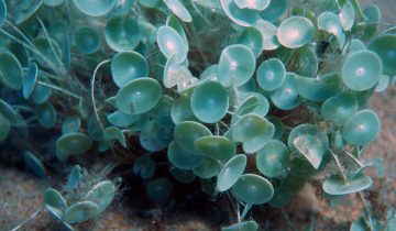 Acetabularia_acetabulum