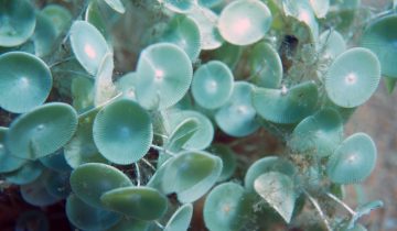 Acetabularia_acetabulum
