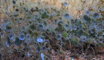Acetabularia_acetabulum
