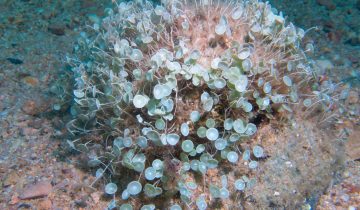 Acetabularia_acetabulum