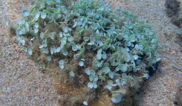 Acetabularia_acetabulum