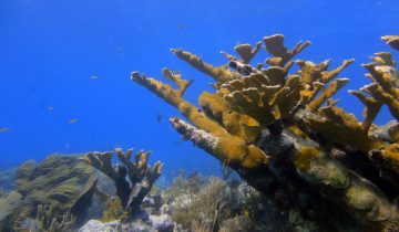 Acropora_palmata
