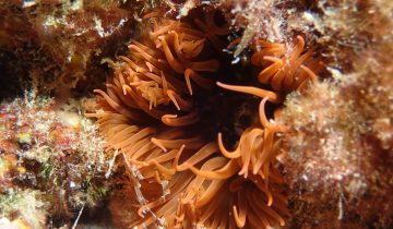 Actinia_equina