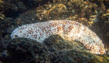 Actinopyga_varians