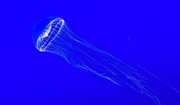 Aequorea_spp
